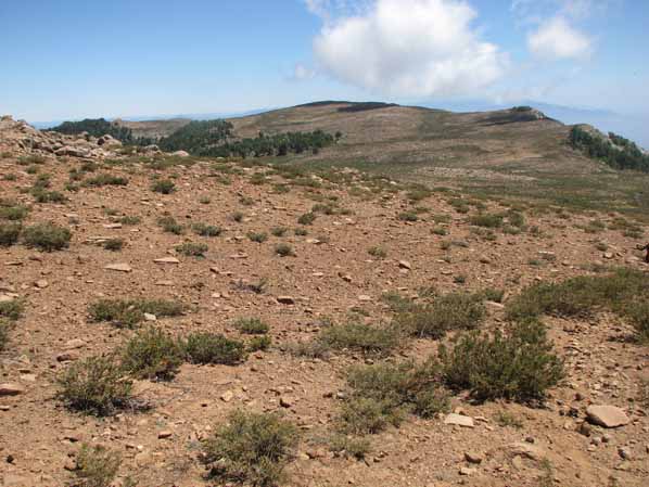 matorral andino