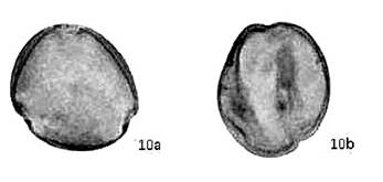 Descripci�n: C:\Users\usuario\Escritorio\Prosopis\polen.jpg