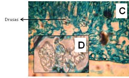 3-cd