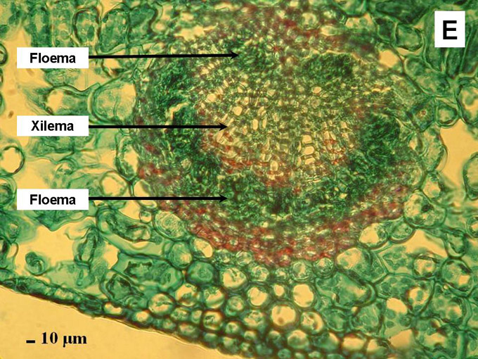  fig 3E
