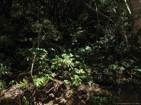 anemone moorei fig 3