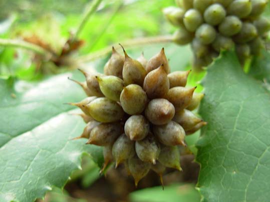 anemone moorei figura 2