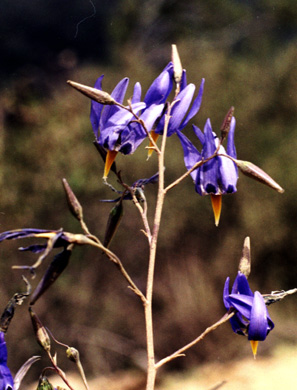 c. biflora