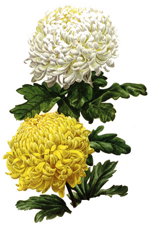 crisantemo.jpg