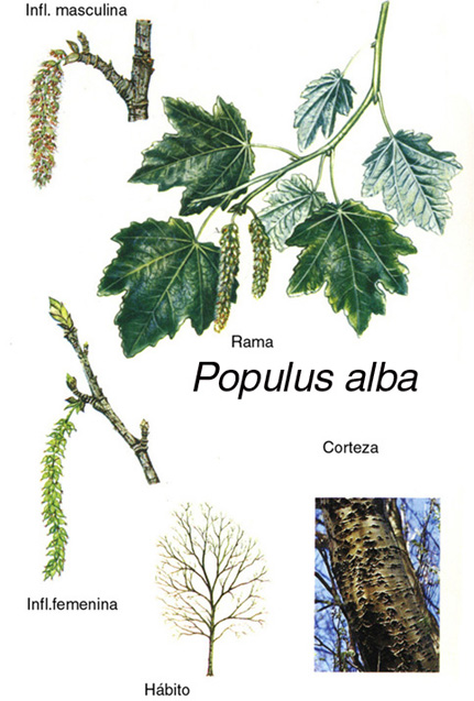 Topola biała (Populus alba)