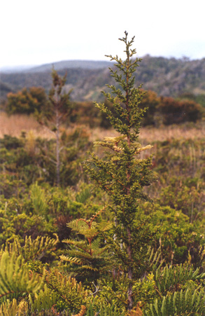 cipres d elas Guaitecas