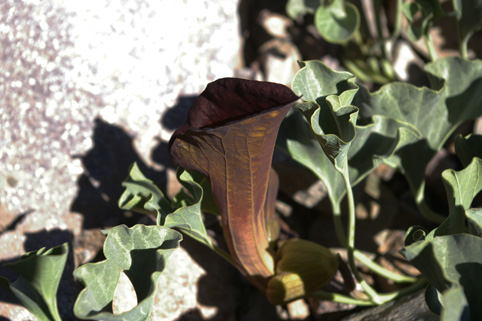 aristolochia bridgesii