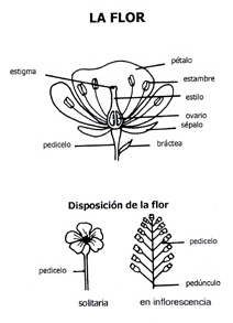flor esquemas