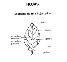 hoja partes