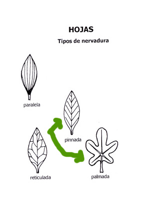 hojas nervadura