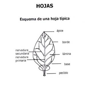 hoja base.jpg
