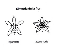 simetria
