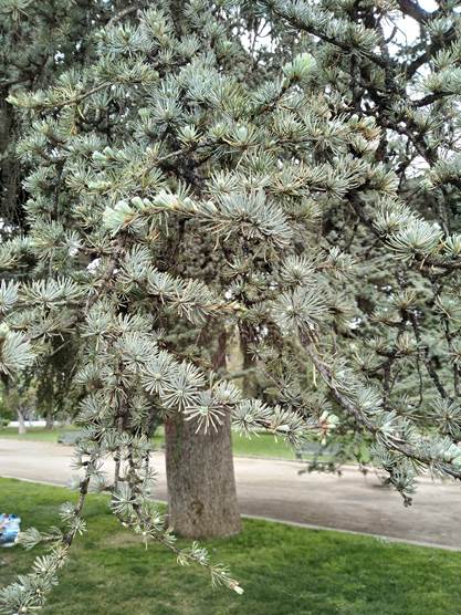 Descripci�n: Descripci�n: D:\flores x genero\Ornamentales varias\Ornamentales\quinta Normal-10-2018 y 2019\quinta normal 10-2019\IMG_20191011_172944122.jpg