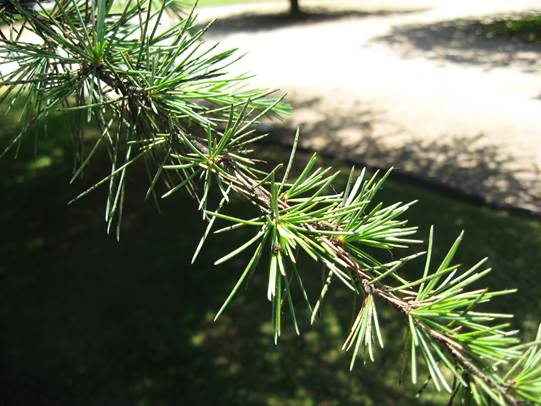 Descripci�n: Descripci�n: F:\GYMNOSPERMA\Cedrus deodara   FJA (3).jpg