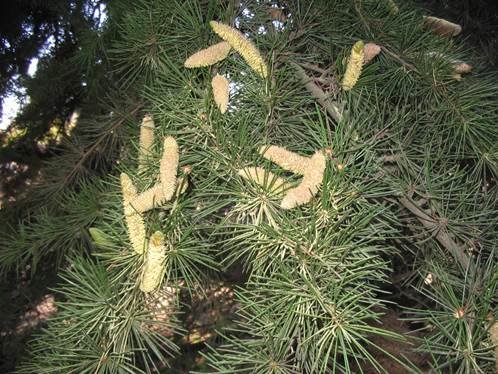 Descripci�n: Descripci�n: F:\GYMNOSPERMA\Cedrus Androstr�bilos   FJA (1).jpg