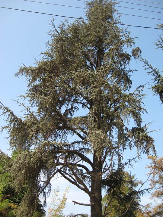 Descripci�n: F:\GYMNOSPERMA\Cedrus libani  FJA.jpg