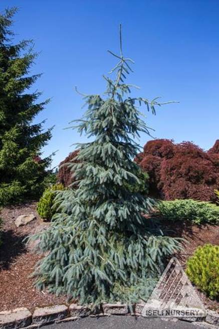 Descripci�n: Descripci�n: https://www.connonnurseries.com/_ccLib/image/plants/DETA-4812.jpg