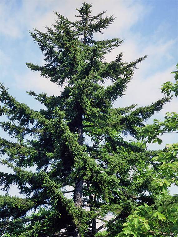 Descripci�n: Descripci�n: https://upload.wikimedia.org/wikipedia/commons/6/64/Picea_glehnii2.JPG