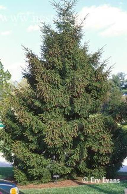 Descripci�n: Picea orientalis