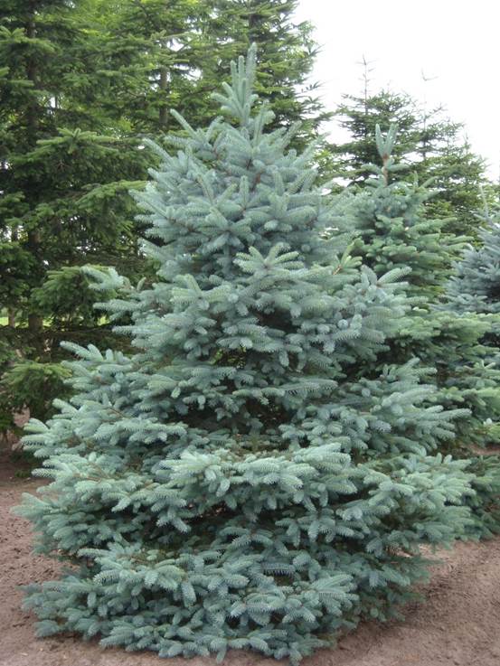Descripcin: Picea pungens f. glauca | Viveros Van den Berk