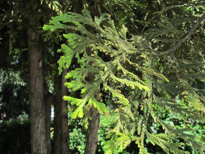 Descripci�n: D:\chlo-web\enciclopedia macaya\enciclo-gimno\Cupressaceae\Thujopsis dolabrata (web)_archivos\image002.jpg