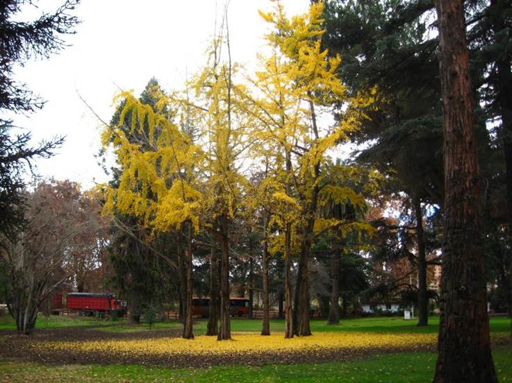 Descripci�n: F:\GYMNOSPERMA\Ginkgo biloba   FJA (1).JPG