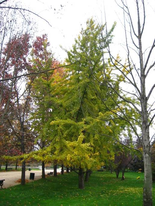 Descripci�n: F:\GYMNOSPERMA\Ginkgo biloba   FJA (6).jpg