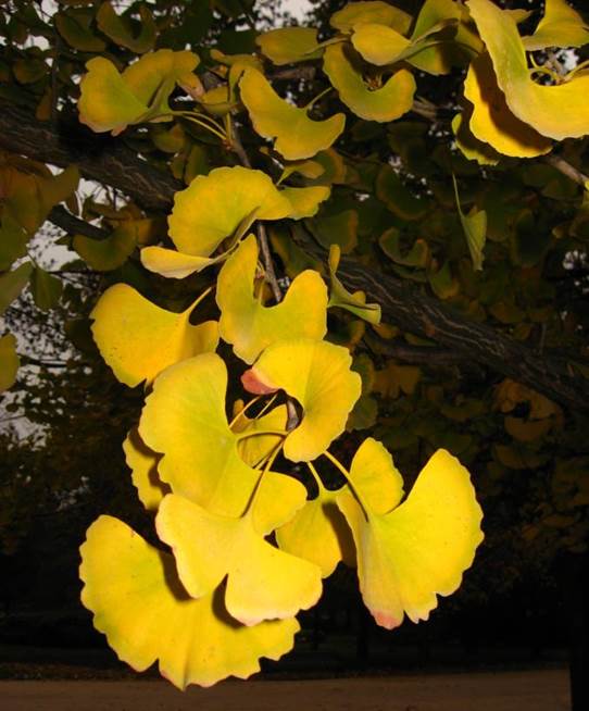 Descripci�n: F:\GYMNOSPERMA\Ginkgo biloba   FJA (5).jpg