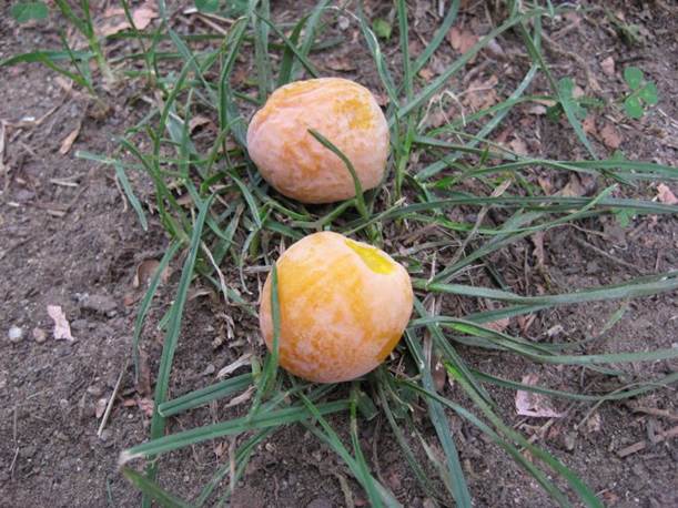 Descripci�n: F:\GYMNOSPERMA\Ginkgo biloba   FJA (4).jpg