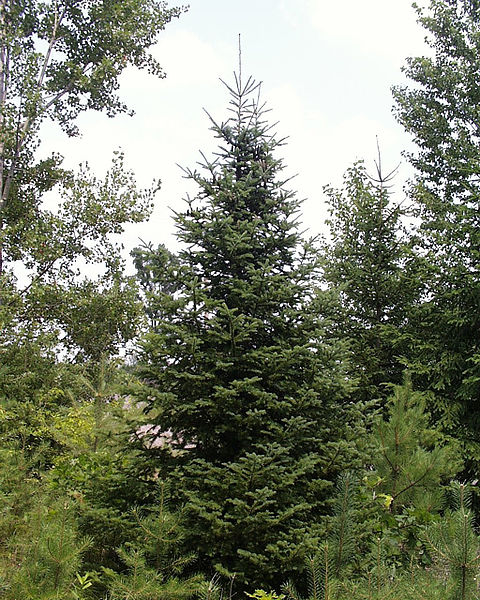 Descripci�n: Descripci�n: File:Abies balsamea1.jpg