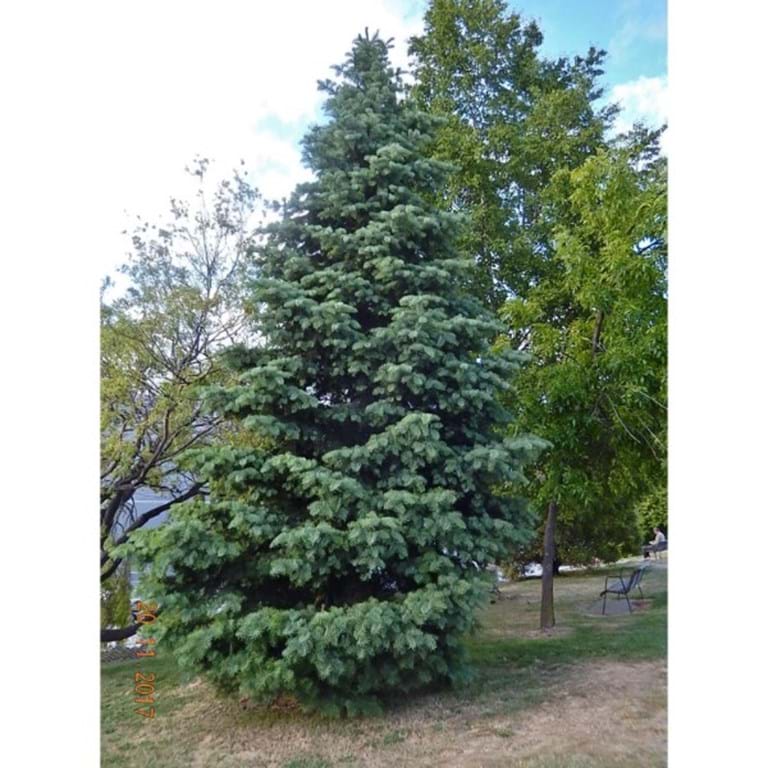 Descripci�n: Descripci�n: https://www.conifer.com.au/static/uploads/images/abies-concolor-wfpsrirbzarw.jpg?mode=max&upscale=true&width=768