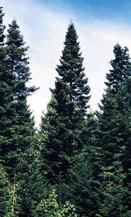 Descripci�n: Descripci�n: Abies grandis Grand Fir - Kigi Nursery