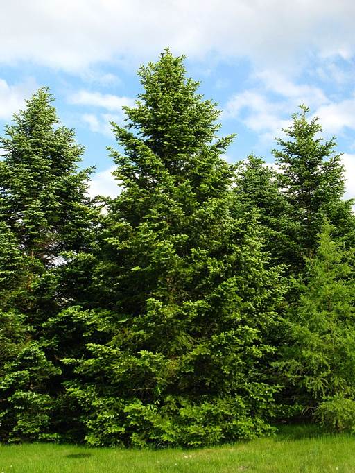 Descripci�n: Descripci�n: Abies holophylla PAN 2.jpg
