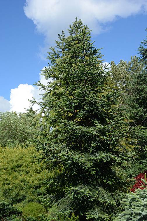 Descripci�n: Descripci�n: Abies numidica | Landscape Plants | Oregon State University