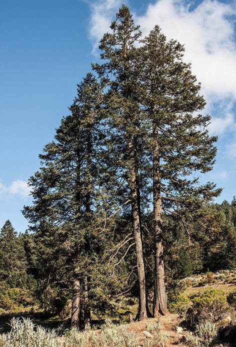 Descripci�n: Descripci�n: Abies religiosa (Kunth) Schltdl. & Cham. | Abies religiosa (� | Flickr