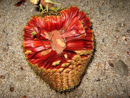 Descripci�n: Descripci�n: Descripci�n: Descripci�n: Descripci�n: F:\GYMNOSPERMA\Araucaria angustifolia  FJA  (7).jpg