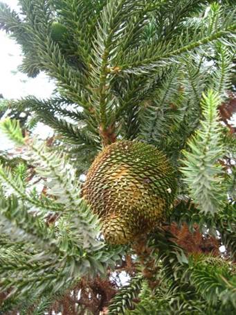 Descripci�n: Descripci�n: Descripci�n: Descripci�n: Descripci�n: Descripci�n: F:\GYMNOSPERMA\Araucaria angustifolia  FJA  (3).jpg