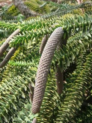 Descripci�n: Descripci�n: Descripci�n: Descripci�n: Descripci�n: Descripci�n: D:\PUBLIC\trabajandolos\chloris chilensis pdf-enciclopedia\araucaria\araucaria angustifolia  034.jpg