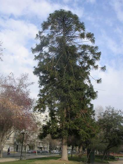Descripci�n: araucaria