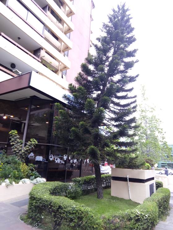 Descripci�n: D:\flores x genero\flora generos por alfabeto\Flora vascular x genero\fotos a-c\Araucaria\araucaria columnaris santiago (1).jpg