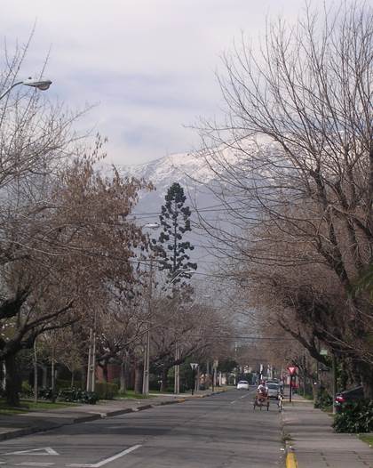 Descripci�n: D:\flores x genero\flora generos por alfabeto\Flora vascular x genero\fotos a-c\Araucaria\araucaria columnaris stgo.JPG