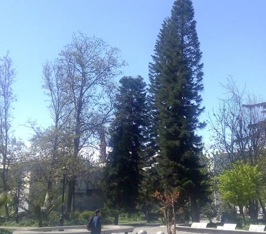 Descripci�n: D:\flores x genero\Ornamentales varias\Ornamentales\Jardines y parques\parques, calles y jardines santiago\Quinta Normal-10-2018 y 2019\IMG_20181002_150439.jpg