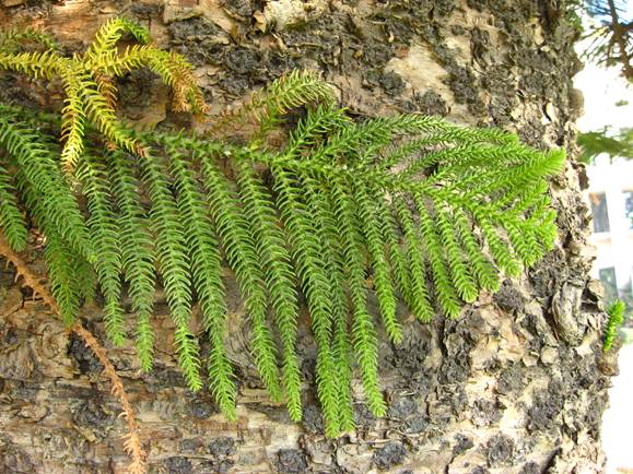 Descripci�n: F:\GYMNOSPERMA\Araucaria columnaris  FJA (3).JPG