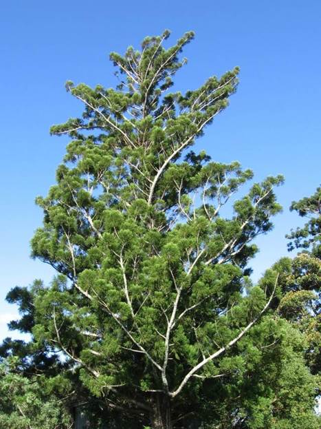 Descripci�n: Araucaria cunninghamii - Wikipedia, la enciclopedia libre