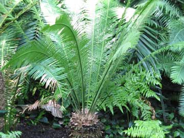 Dioon edule