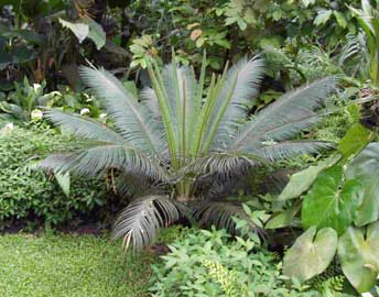 Cica circinalis, Cica elegante, Cicas de hoja larga, Cicas hojas largas
