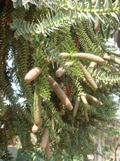 amentos