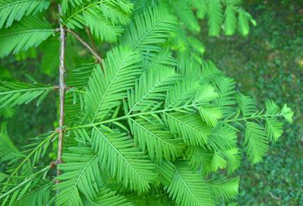 Descripci�n: Descripci�n: D:\chlo-web\enciclopedia macaya\enciclo-gimno\enciclo-taxod\Metasequoia glyptostrobiodes web_archivos\image003.jpg