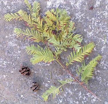 Descripci�n: Descripci�n: D:\chlo-web\enciclopedia macaya\enciclo-gimno\enciclo-taxod\Metasequoia glyptostrobiodes web_archivos\image004.jpg