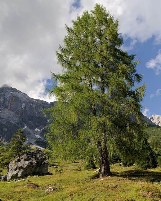 Descripci�n: Larix decidua | Van den Berk Plantskolor